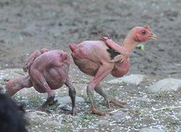 İsrail'de uygulanan 'tüysüz tavuk' yöntemine hayvanseverlerden tepki yağıyor