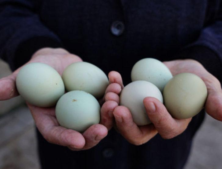 'Yeşil yumurtlayan tavuk' karaborsa oldu G1