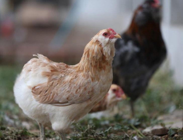 'Yeşil yumurtlayan tavuk' karaborsa oldu G2