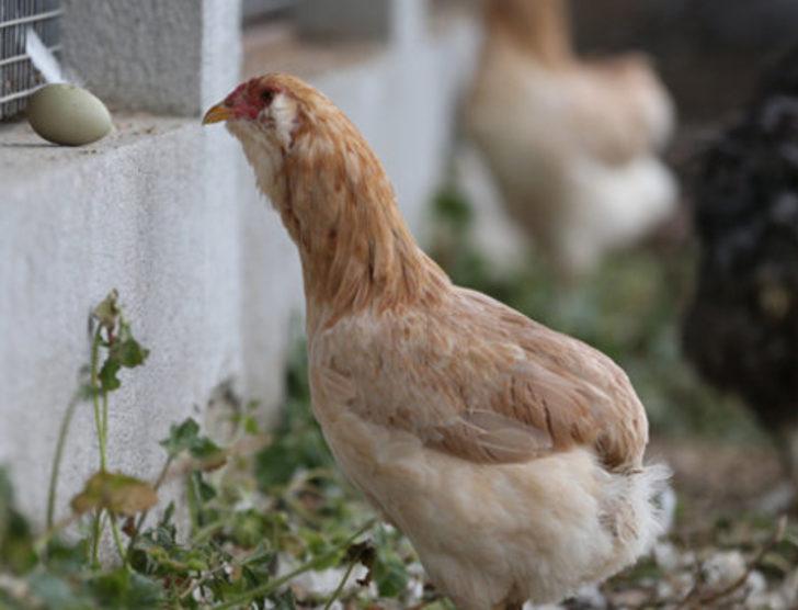 'Yeşil yumurtlayan tavuk' karaborsa oldu G4