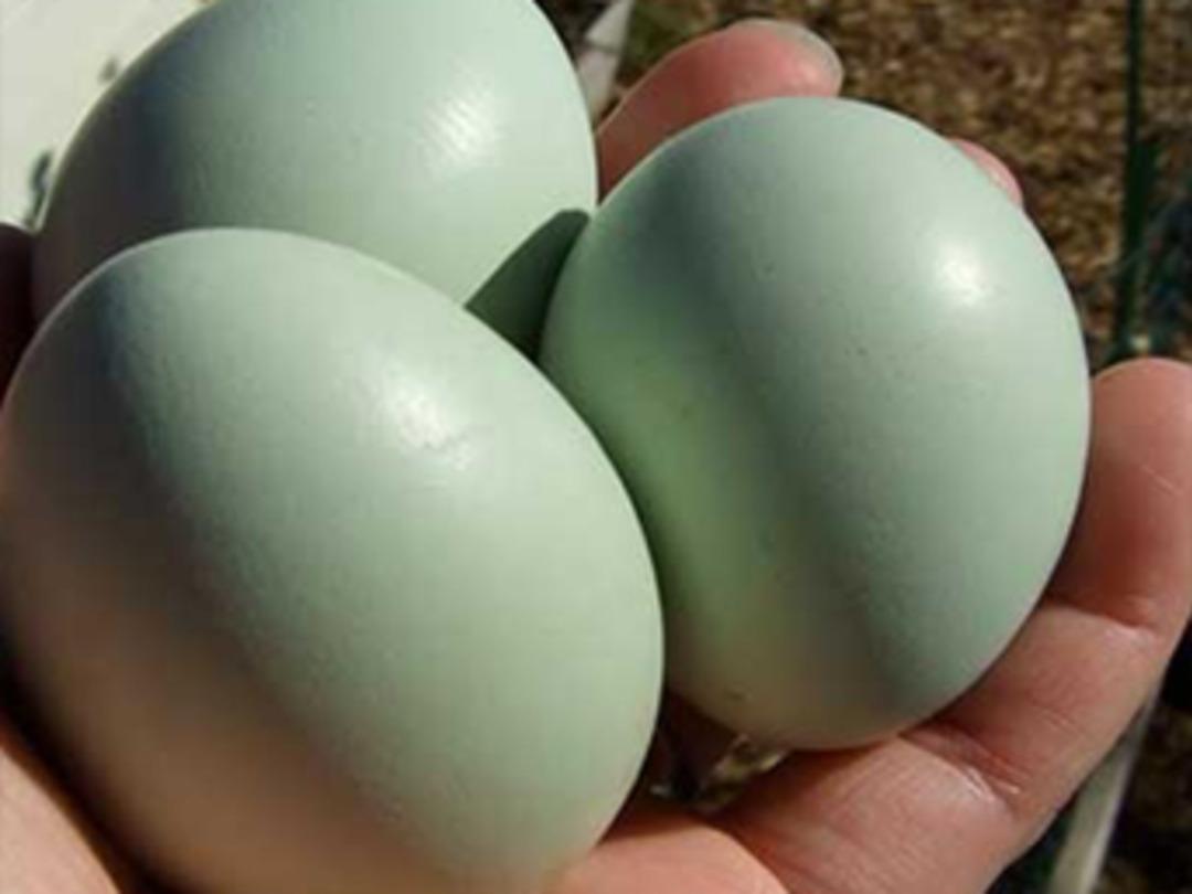 'Yeşil yumurtlayan tavuk' karaborsa oldu