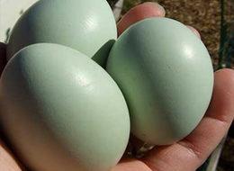 'Yeşil yumurtlayan tavuk' karaborsa oldu