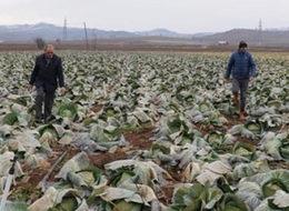 Lahana pazarda 7 lira, tarlada 35 kuruş