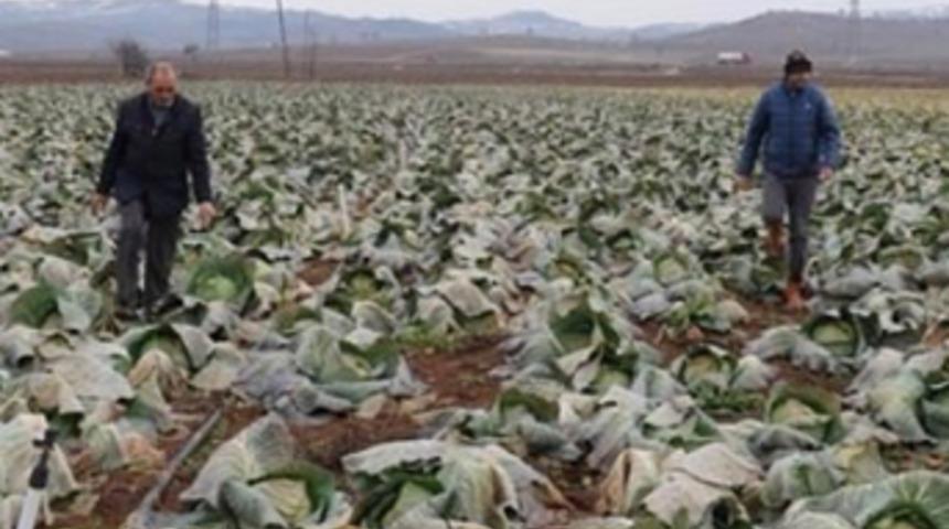Lahana pazarda 7 lira, tarlada 35 kuruş