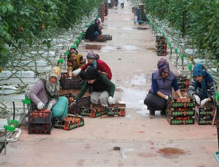 Eksi 40 derecede domates üretiyorlar G2