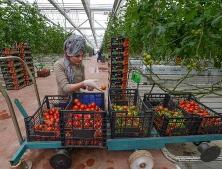 Eksi 40 derecede domates üretiyorlar G4