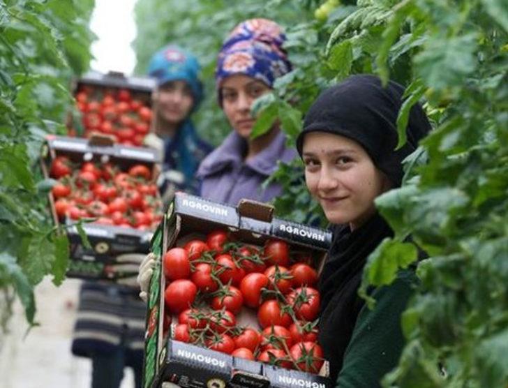 Eksi 40 derecede domates üretiyorlar G5