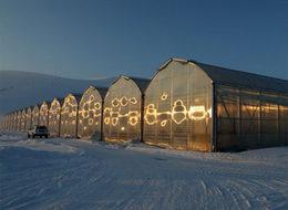 Eksi 40 derecede domates üretiyorlar