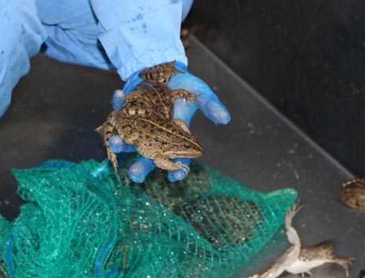 Türkiye'deki kurbağa bacağına milyonlar ödediler G1