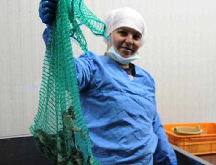 Türkiye'deki kurbağa bacağına milyonlar ödediler G2