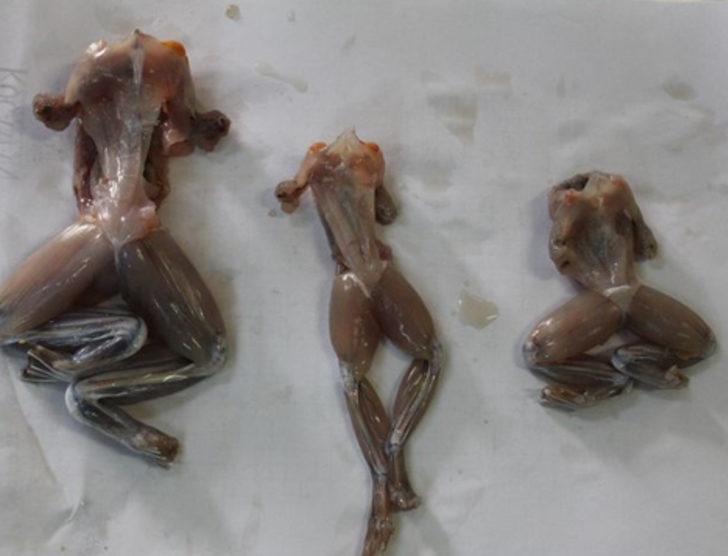 Türkiye'deki kurbağa bacağına milyonlar ödediler G3