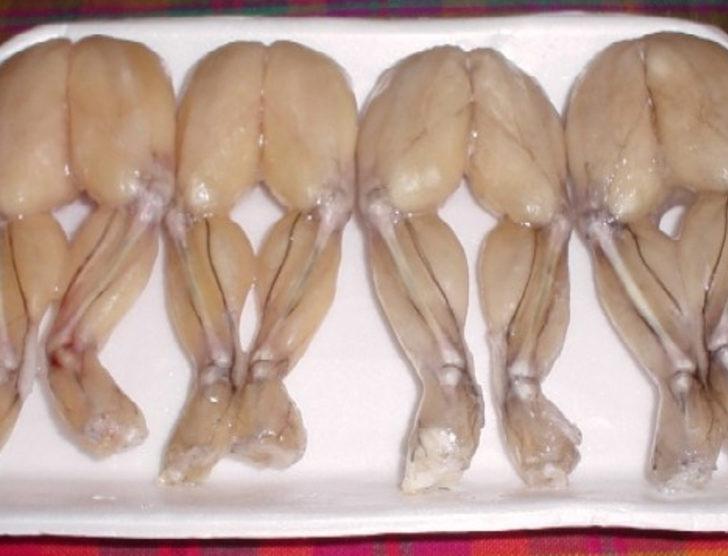 Türkiye'deki kurbağa bacağına milyonlar ödediler G4