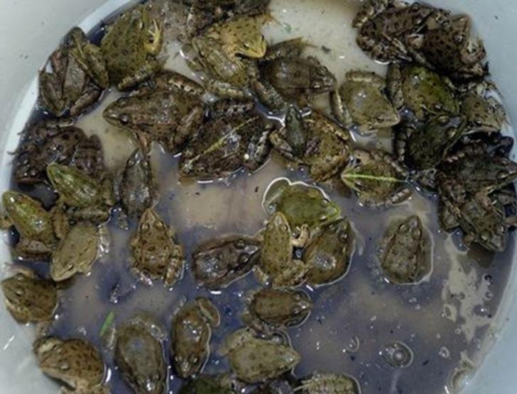 Türkiye'deki kurbağa bacağına milyonlar ödediler G5