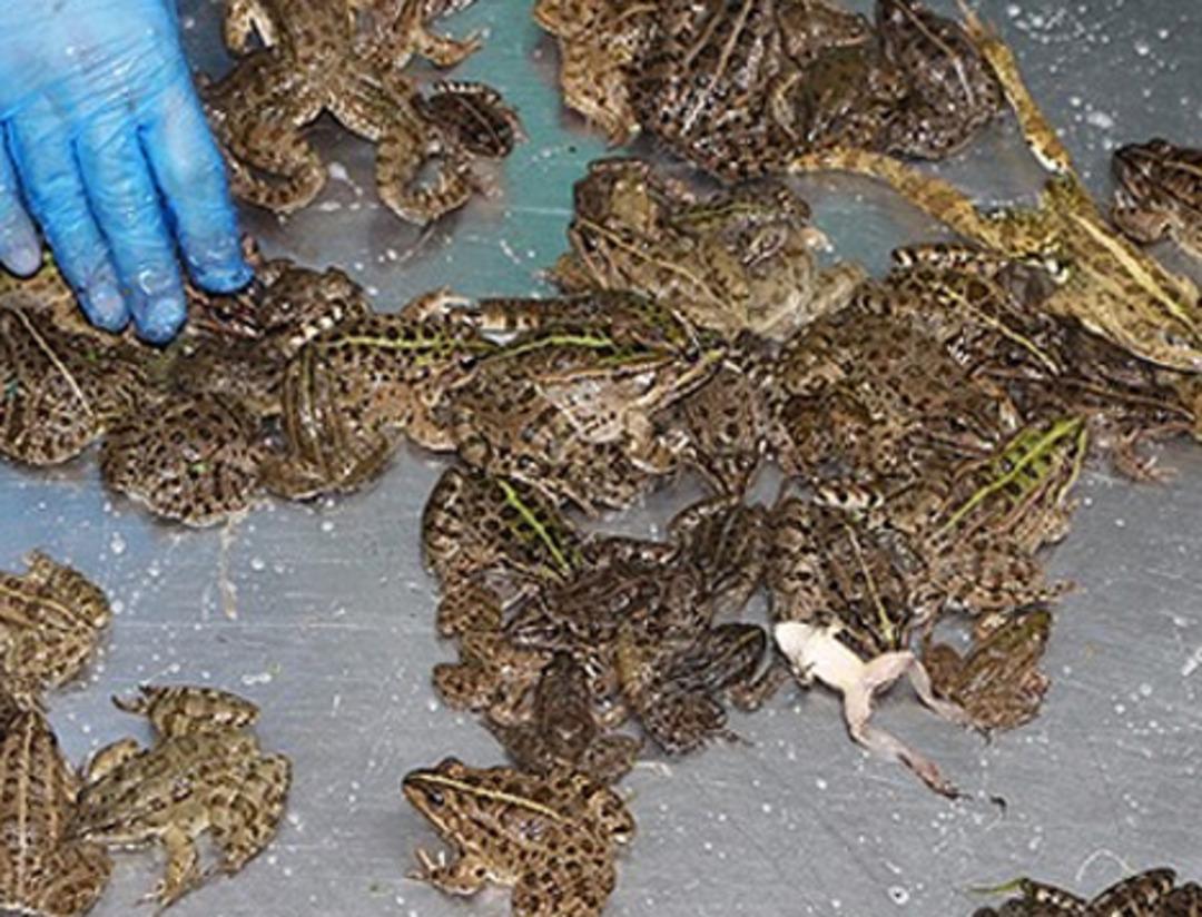 T&uuml;rkiye'deki kurbağa bacağına milyonlar &ouml;dediler