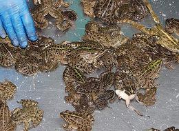 Türkiye'deki kurbağa bacağına milyonlar ödediler