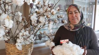 Emsallerine göre daha erken hasat edilebiliyor! 'Yıllık 700 milyon lira katkı'