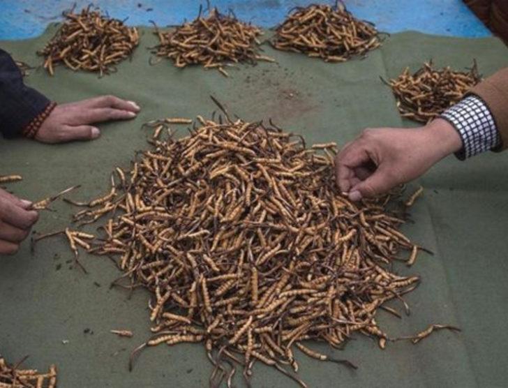 Kilosu 20 bin dolara Çin tırtıl mantarı G1