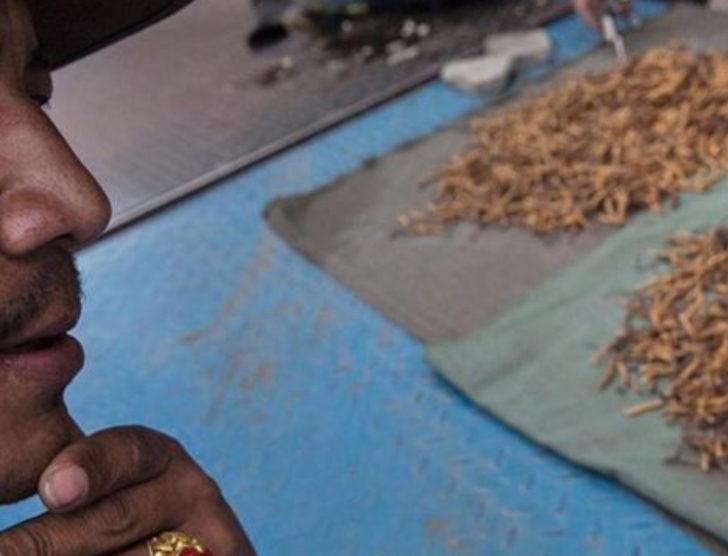 Kilosu 20 bin dolara Çin tırtıl mantarı G2