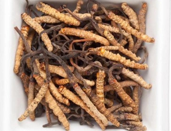 Kilosu 20 bin dolara Çin tırtıl mantarı G3