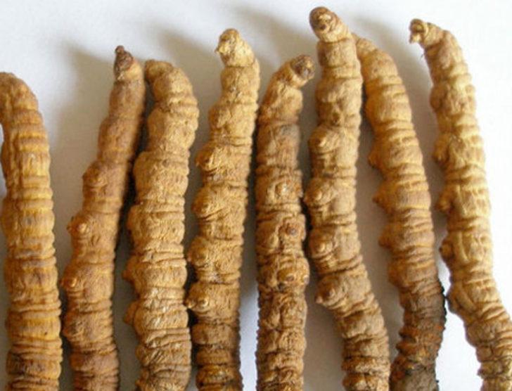 Kilosu 20 bin dolara Çin tırtıl mantarı G4