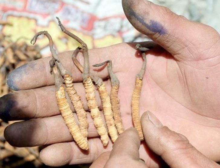 Kilosu 20 bin dolara Çin tırtıl mantarı G5