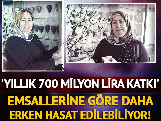 Emsallerine g&ouml;re daha erken hasat edilebiliyor! 'Yıllık 700 milyon lira katkı'