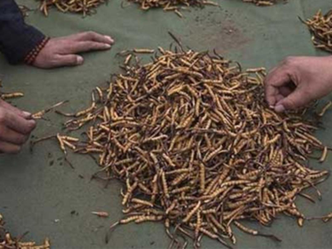 Kilosu 20 bin dolara &Ccedil;in tırtıl mantarı