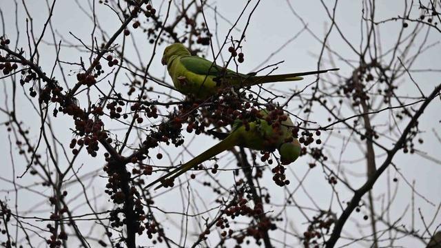 Şirintepe Mahallesi&rsquo;nde renkli g&ouml;r&uuml;nt&uuml;ler: Papağanlar parkı mesken tuttu 1