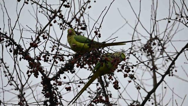 Şirintepe Mahallesi&rsquo;nde renkli g&ouml;r&uuml;nt&uuml;ler: Papağanlar parkı mesken tuttu 2