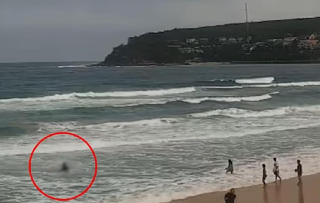 &Uuml;&ccedil; g&uuml;nde d&ouml;rt saldırı: Hepsi k&ouml;pek balıklarına yem oldu! 1