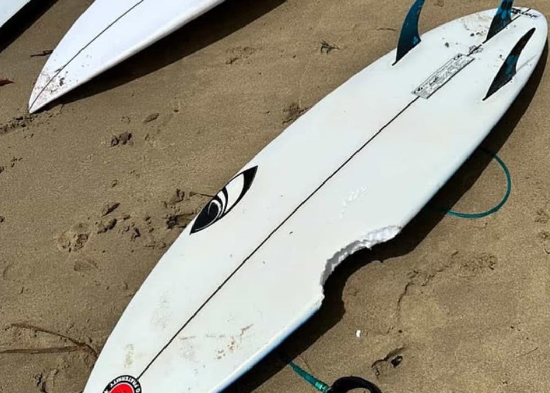 &Uuml;&ccedil; g&uuml;nde d&ouml;rt saldırı: Hepsi k&ouml;pek balıklarına yem oldu! 6