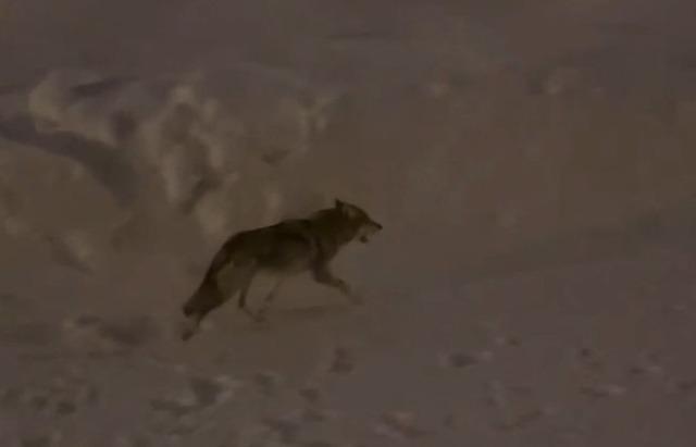 Y&uuml;ksekova&rsquo;da &ccedil;ift&ccedil;ilere "kurt saldırısı" uyarısı 2