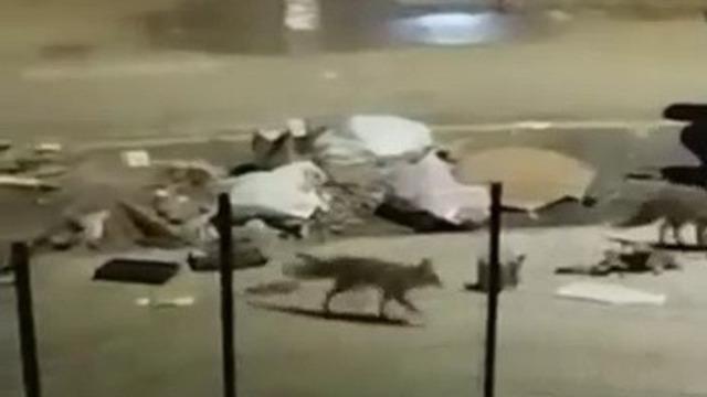 Aç kalan tilkiler yerleşim yerlerine indi