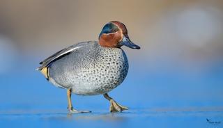 &Ccedil;anakkale&rsquo;de kış ortası su kuşu sayımları