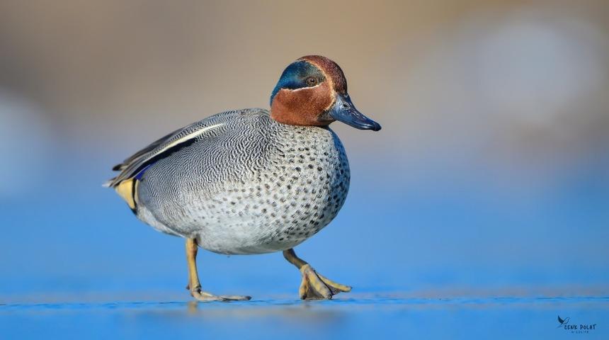 &Ccedil;anakkale&rsquo;de kış ortası su kuşu sayımları