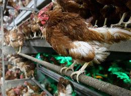 Çin'de kuş gribi salgını tehlikesi