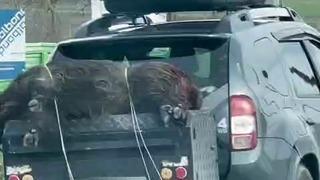 Ölü domuzu aracın arkasında taşıdılar