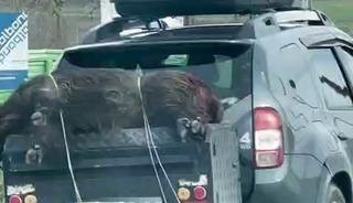 &Ouml;l&uuml; domuzu aracın arkasında taşıdılar