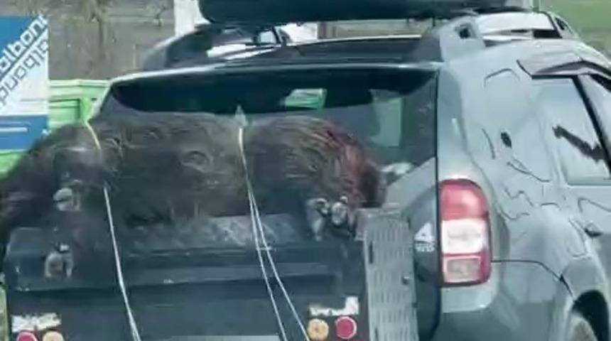 &Ouml;l&uuml; domuzu aracın arkasında taşıdılar