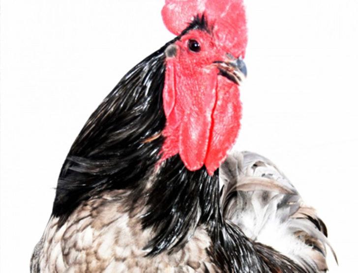 Bodrum'da ejderha tavuğu yetiştirdiler G1