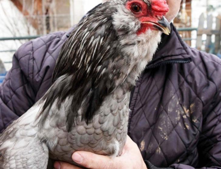 Bodrum'da ejderha tavuğu yetiştirdiler G3