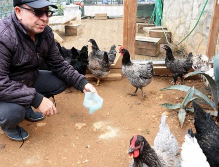 Bodrum'da ejderha tavuğu yetiştirdiler G4