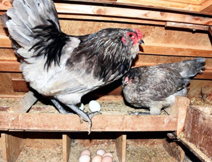 Bodrum'da ejderha tavuğu yetiştirdiler G5