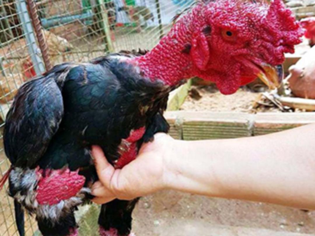 Bodrum'da ejderha tavuğu yetiştirdiler