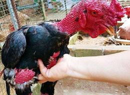 Bodrum'da ejderha tavuğu yetiştirdiler