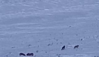 Karayazı&rsquo;da g&uuml;nd&uuml;z vakti kurt saldırısı: Yavru k&ouml;pek telef oldu