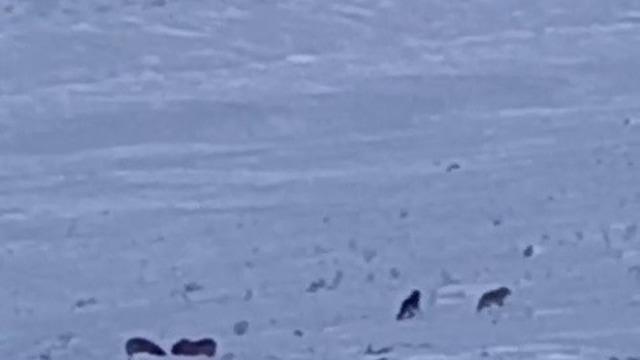 Karayazı’da gündüz vakti kurt saldırısı: Yavru köpek telef oldu