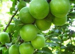 Eriğin kilogramı 30 liraya geriledi