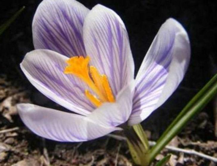 Tam 100 milyon dolar değerinde! 10 yıl totem olsun diye saklandı G3