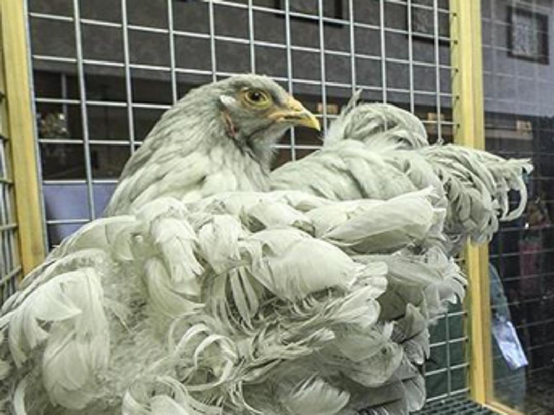 8 bin 500 liraya alıcı buldu